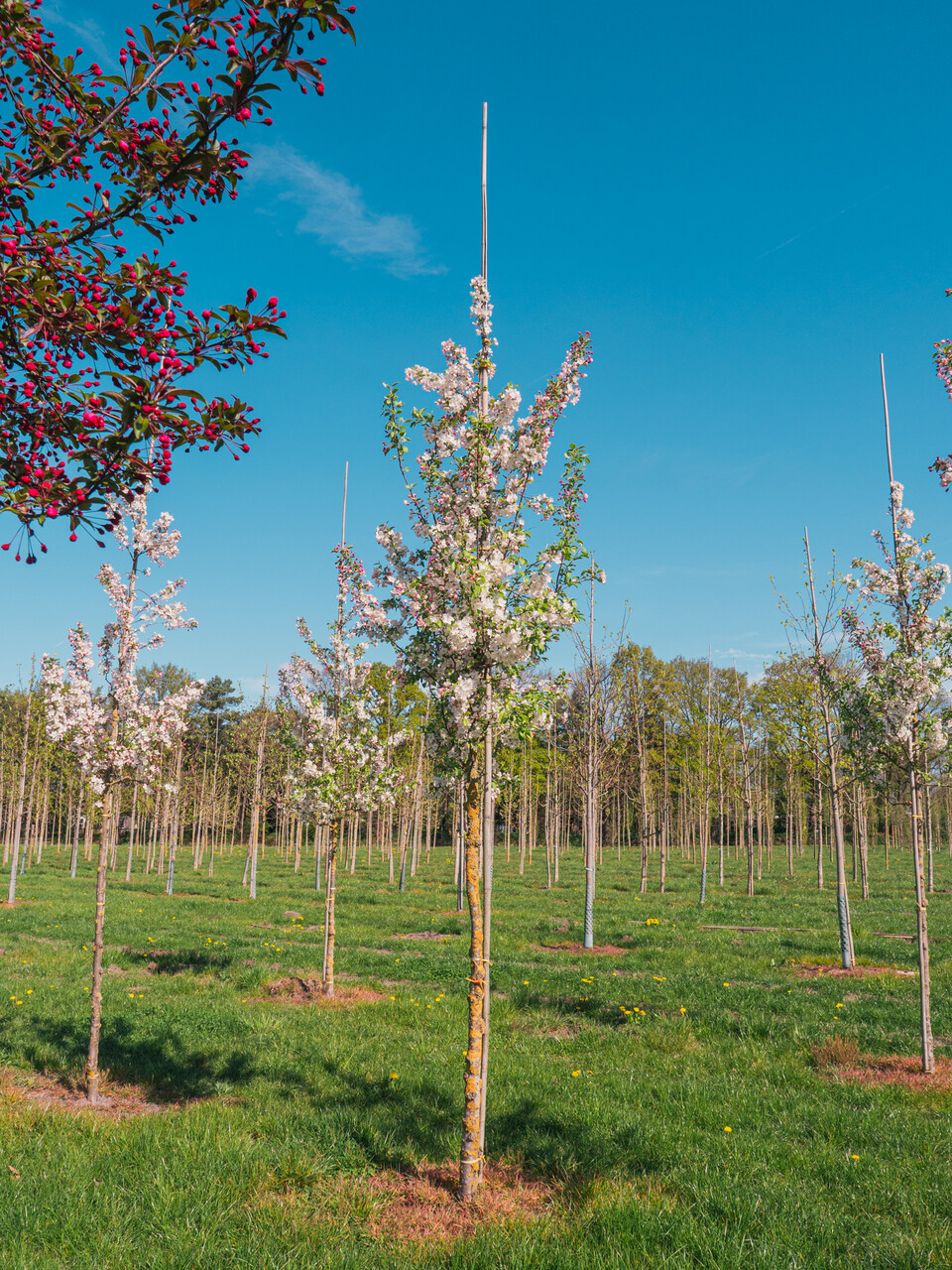 Malus 'Evereste' | Flowering Crab - Van den Berk Nurseries
